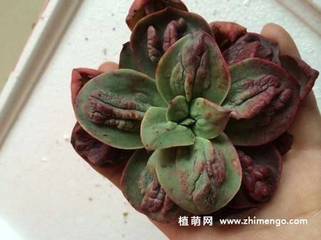 狂野男爵多肉图片