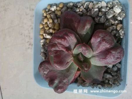 狂野男爵多肉图片