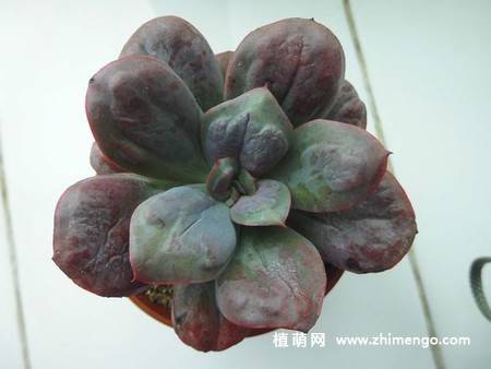 狂野男爵多肉图片