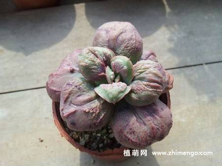 狂野男爵多肉图片