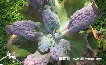 狂野男爵多肉图片