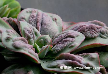 狂野男爵多肉图片