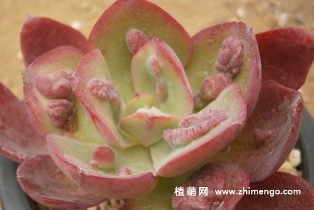 狂野男爵多肉图片