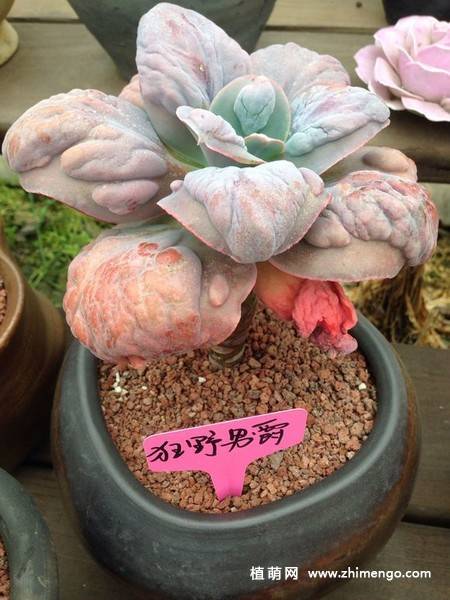狂野男爵多肉图片