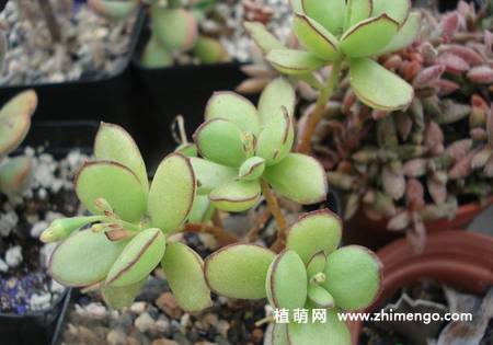 小黏黏多肉植物图片