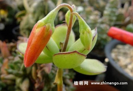 小黏黏多肉植物图片