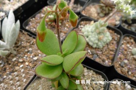 小黏黏多肉植物图片