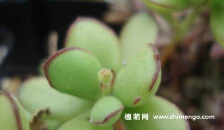 小黏黏多肉植物图片