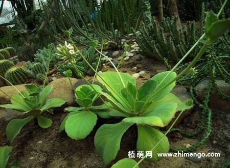 双飞蝴蝶多肉图片