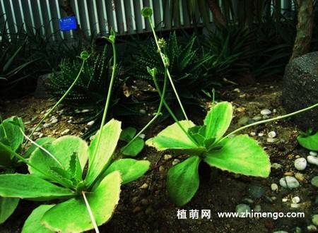 双飞蝴蝶多肉图片