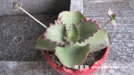 双飞蝴蝶多肉图片