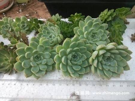 桑切斯多肉图片