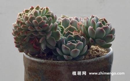 桑切斯多肉图片