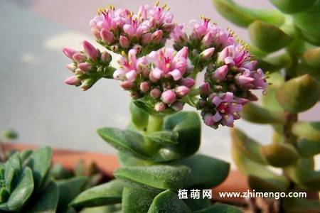神童多肉植物图片