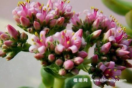 神童多肉植物图片