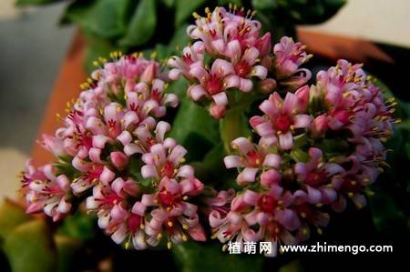 神童多肉植物图片