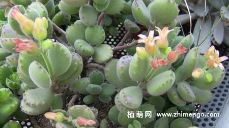 神童多肉植物图片