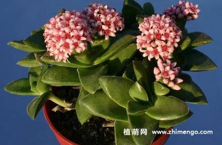 神童多肉植物图片