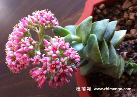 神童多肉植物图片