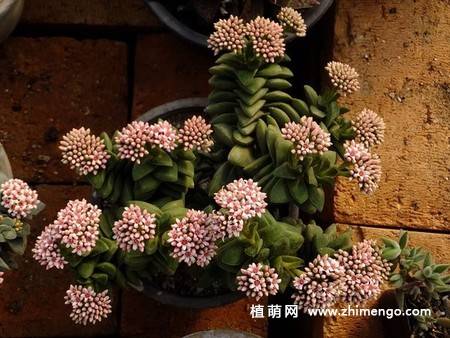 神童多肉植物图片