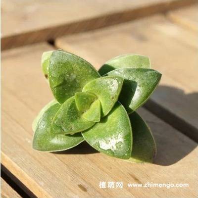 神童多肉植物图片