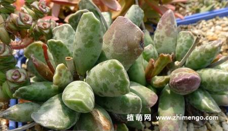 多肉植物库珀天锦章图片