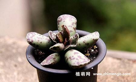 多肉植物库珀天锦章图片