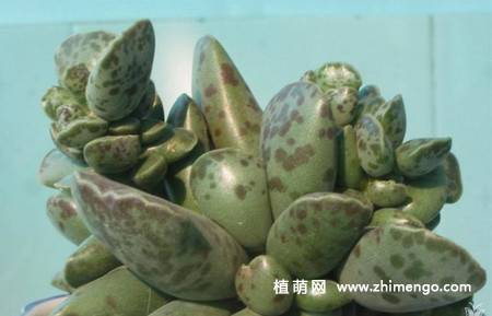 多肉植物库珀天锦章图片