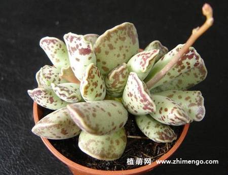 多肉植物库珀天锦章图片