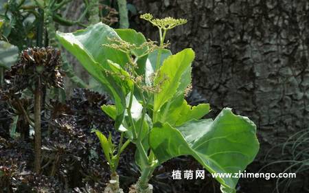 多肉植物葡萄瓮图片