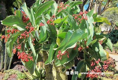 多肉植物葡萄瓮图片