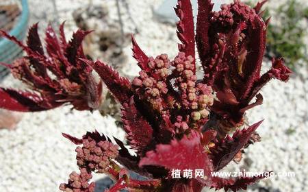 多肉植物葡萄瓮图片