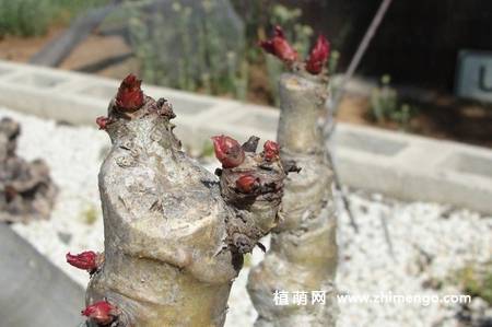 多肉植物葡萄瓮图片