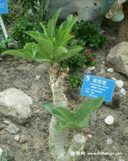 多肉植物葡萄瓮图片