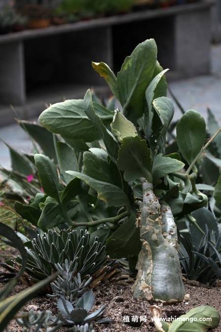 多肉植物葡萄瓮图片