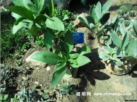 多肉植物葡萄瓮图片