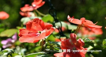 苏丹凤仙花图片