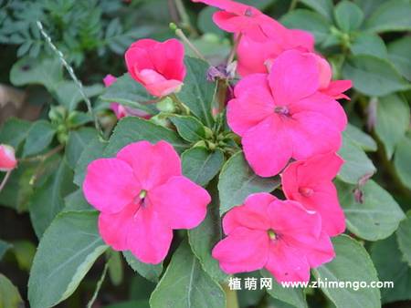 苏丹凤仙花图片