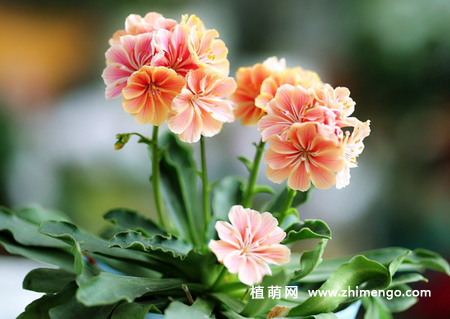 露薇花图片大全