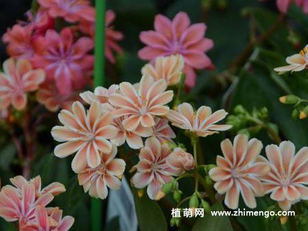 露薇花图片大全