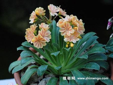 露薇花图片大全