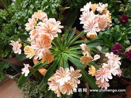 露薇花图片大全
