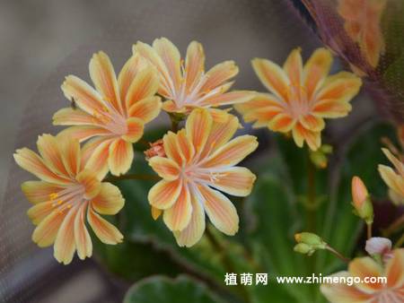 露薇花图片大全