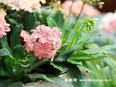 露薇花图片大全