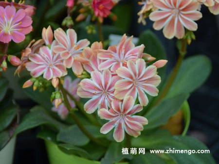 露薇花图片大全