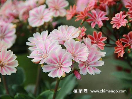 露薇花图片大全
