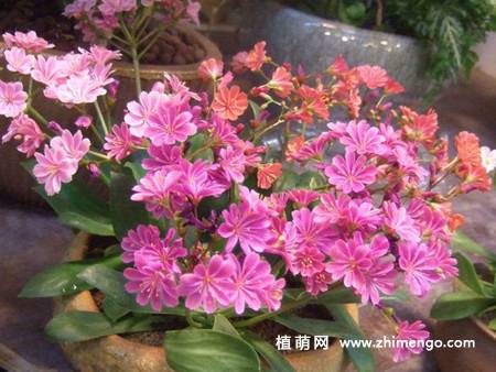 露薇花图片大全