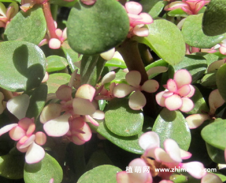 金枝玉叶多肉植物图片