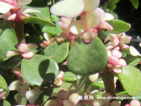 金枝玉叶多肉植物图片