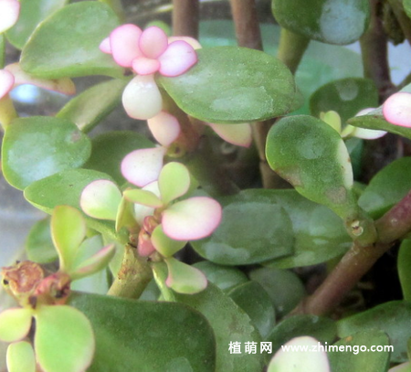 金枝玉叶多肉植物图片